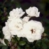 'Snow™ Hit'® Rosa X 'Snow™ Hit'® (Miniaturerose) A-Kvalitet,- Barrods Roser Min. 3 Grene -Plantetorvet p35438 52060 rosa x snow hit miniaturerose db2c