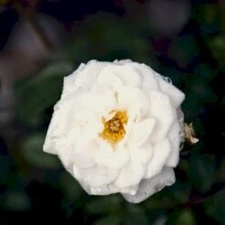 'Snow™ Hit'® Rosa X 'Snow™ Hit'® (Miniaturerose) A-Kvalitet,- Barrods Roser Min. 3 Grene -Plantetorvet p35438 52061 rosa x snow hit miniaturerose 8002