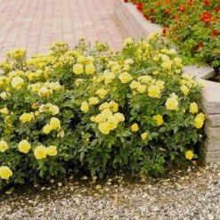 'Sun™ Hit'® Rosa X 'Sun™ Hit'® (Miniaturerose) A-Kvalitet,- Barrods Roser Min. 3 Grene -Plantetorvet p35439 52064 rosa x sun hit miniaturerose 2028