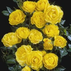 'Sun™ Hit'® Rosa X 'Sun™ Hit'® (Miniaturerose) A-Kvalitet,- Barrods Roser Min. 3 Grene -Plantetorvet p35439 52066 rosa x sun hit miniaturerose a36c