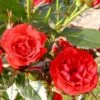 'Top™ Hit'® Rosa X 'Top™ Hit'® (Miniaturerose) A-Kvalitet,- Barrods Roser Min. 3 Grene 2 'Top™ Hit'® Rosa X 'Top™ Hit'® (Miniaturerose) A-Kvalitet,- Barrods Roser Min. 3 Grene -Plantetorvet p35440 52068 rosa x top hit miniaturerose e635