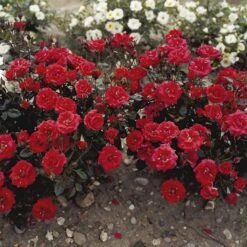 'Top™ Hit'® Rosa X 'Top™ Hit'® (Miniaturerose) A-Kvalitet,- Barrods Roser Min. 3 Grene 4 'Top™ Hit'® Rosa X 'Top™ Hit'® (Miniaturerose) A-Kvalitet,- Barrods Roser Min. 3 Grene -Plantetorvet p35440 52069 rosa x top hit miniaturerose 39cd