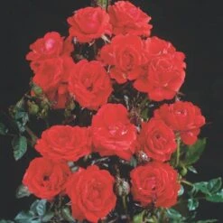 'Top™ Hit'® Rosa X 'Top™ Hit'® (Miniaturerose) A-Kvalitet,- Barrods Roser Min. 3 Grene 6 'Top™ Hit'® Rosa X 'Top™ Hit'® (Miniaturerose) A-Kvalitet,- Barrods Roser Min. 3 Grene -Plantetorvet p35440 52071 rosa x top hit miniaturerose 688f