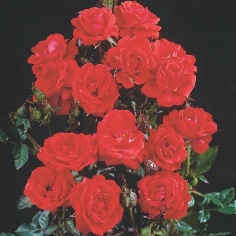 'Top™ Hit'® Rosa X 'Top™ Hit'® (Miniaturerose) A-Kvalitet,- barrods roser min. 3 grene 'Top™ Hit'® Rosa X 'Top™ Hit'® (Miniaturerose) A-Kvalitet,- Barrods Roser Min. 3 Grene -Plantetorvet p35440 52071 rosa x top hit miniaturerose 688f