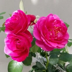 'The Fairy-tale Rose'™ Rosa X 'The Fairy-tale Rose'™ (Slotsrose) A-Kvalitet,- Barrods Roser Min. 3 Grene -Plantetorvet p35445 51871 rosa x the fairy tale rose slotsrose f749