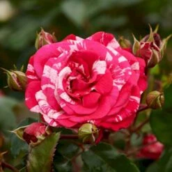 'The Reformations Rose'™ Rosa X 'The Reformations Rose'™ (Slotsrose) A-Kvalitet,- Barrods Roser Min. 3 Grene 4 'The Reformations Rose'™ Rosa X 'The Reformations Rose'™ (Slotsrose) A-Kvalitet,- Barrods Roser Min. 3 Grene -Plantetorvet p35446 51875 rosa x the reformations rose slotsrose 184c