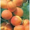 Abrikos 'Bergeron' Prunus Armeniaca 'Bergeron' 5 Liter Potte 1 Abrikos 'Bergeron' Prunus Armeniaca 'Bergeron' 5 Liter Potte -Plantetorvet p3544 21395 prunus armeniaca bergeron ab66