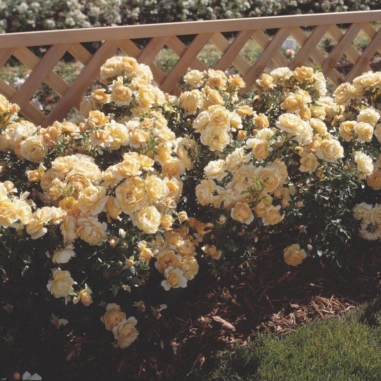 'Amber Cover'® Rosa X 'Amber Cover'® (Bunddækkerose) A-Kvalitet,- barrods roser min. 3 grene 'Amber Cover'® Rosa X 'Amber Cover'® (Bunddækkerose) A-Kvalitet,- Barrods Roser Min. 3 Grene -Plantetorvet p354 51920 rosa x amber cover bunddaekkerose 438e