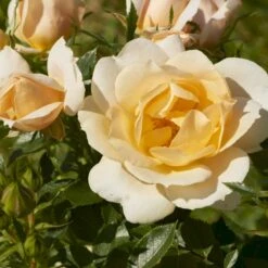 'Amber Cover'® Rosa X 'Amber Cover'® (Bunddækkerose) A-Kvalitet,- Barrods Roser Min. 3 Grene 5 'Amber Cover'® Rosa X 'Amber Cover'® (Bunddækkerose) A-Kvalitet,- Barrods Roser Min. 3 Grene -Plantetorvet p354 51922 rosa x amber cover bunddaekkerose d7ee