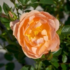'Amber Cover'® Rosa X 'Amber Cover'® (Bunddækkerose) A-Kvalitet,- Barrods Roser Min. 3 Grene 6 'Amber Cover'® Rosa X 'Amber Cover'® (Bunddækkerose) A-Kvalitet,- Barrods Roser Min. 3 Grene -Plantetorvet p354 51923 rosa x amber cover bunddaekkerose b3b6