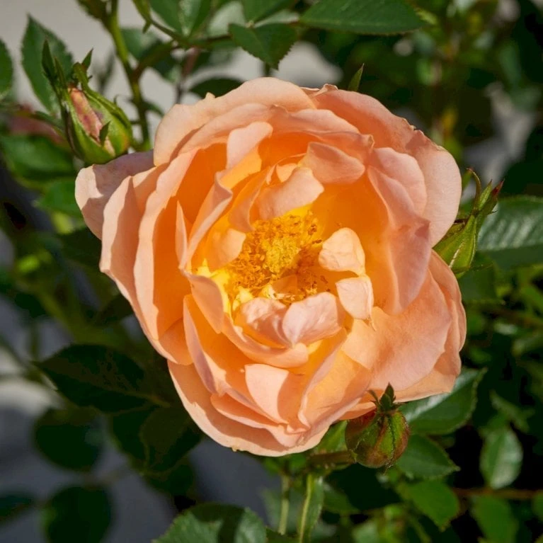 'Amber Cover'® Rosa X 'Amber Cover'® (Bunddækkerose) A-Kvalitet,- barrods roser min. 3 grene 'Amber Cover'® Rosa X 'Amber Cover'® (Bunddækkerose) A-Kvalitet,- Barrods Roser Min. 3 Grene -Plantetorvet p354 51923 rosa x amber cover bunddaekkerose b3b6
