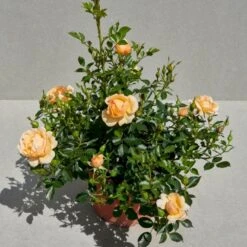 'Amber Cover'® Rosa X 'Amber Cover'® (Bunddækkerose) A-Kvalitet,- Barrods Roser Min. 3 Grene 7 'Amber Cover'® Rosa X 'Amber Cover'® (Bunddækkerose) A-Kvalitet,- Barrods Roser Min. 3 Grene -Plantetorvet p354 51924 rosa x amber cover bunddaekkerose 23fe