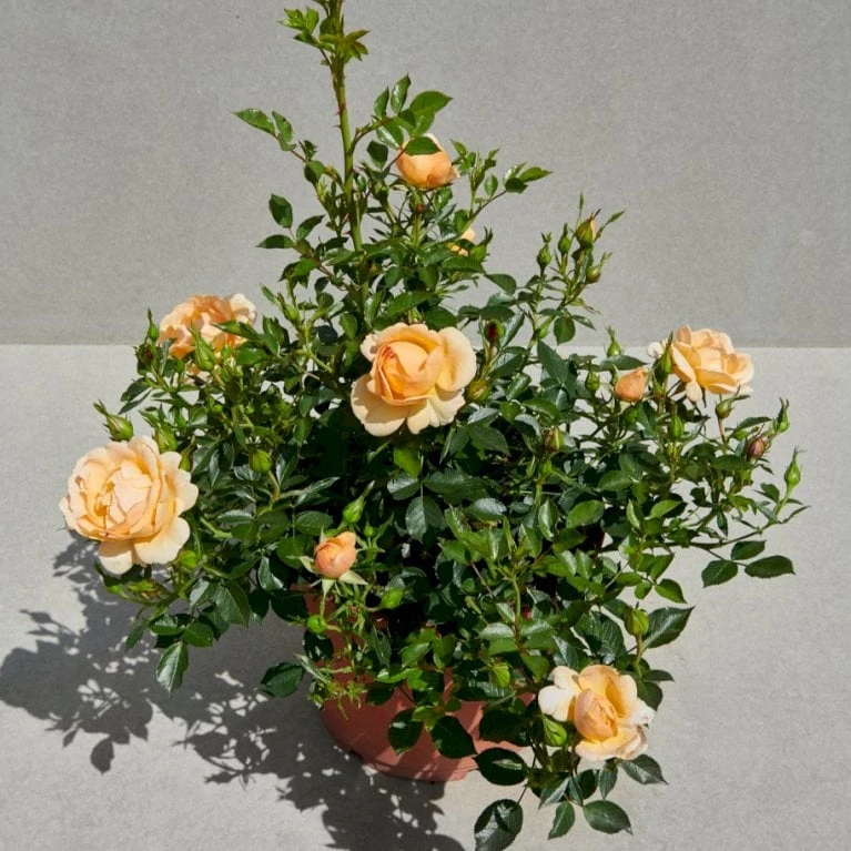 'Amber Cover'® Rosa X 'Amber Cover'® (Bunddækkerose) A-Kvalitet,- barrods roser min. 3 grene 'Amber Cover'® Rosa X 'Amber Cover'® (Bunddækkerose) A-Kvalitet,- Barrods Roser Min. 3 Grene -Plantetorvet p354 51924 rosa x amber cover bunddaekkerose 23fe