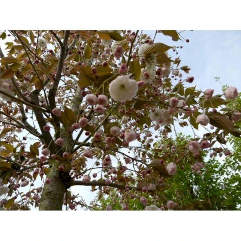 Japansk Kirsebær 'Fugenzo' Prunus Serrulata 'Fugenzo' Potte 10 liter 200-250 cm. Japansk Kirsebær 'Fugenzo' Prunus Serrulata 'Fugenzo' Potte 10 Liter 200-250 Cm. -Plantetorvet p35531 38748 prunus serrulata fugenzo 1112