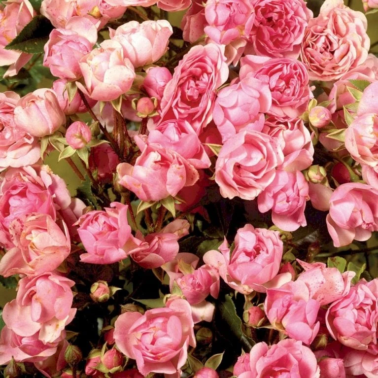 'Bayernland Cover'® Rosa X 'Bayernland Cover'® (Bunddækkerose) A-Kvalitet,- barrods roser min. 3 grene 'Bayernland Cover'® Rosa X 'Bayernland Cover'® (Bunddækkerose) A-Kvalitet,- Barrods Roser Min. 3 Grene -Plantetorvet p355 51926 rosa x bayernland cover bunddaekkerose abaa