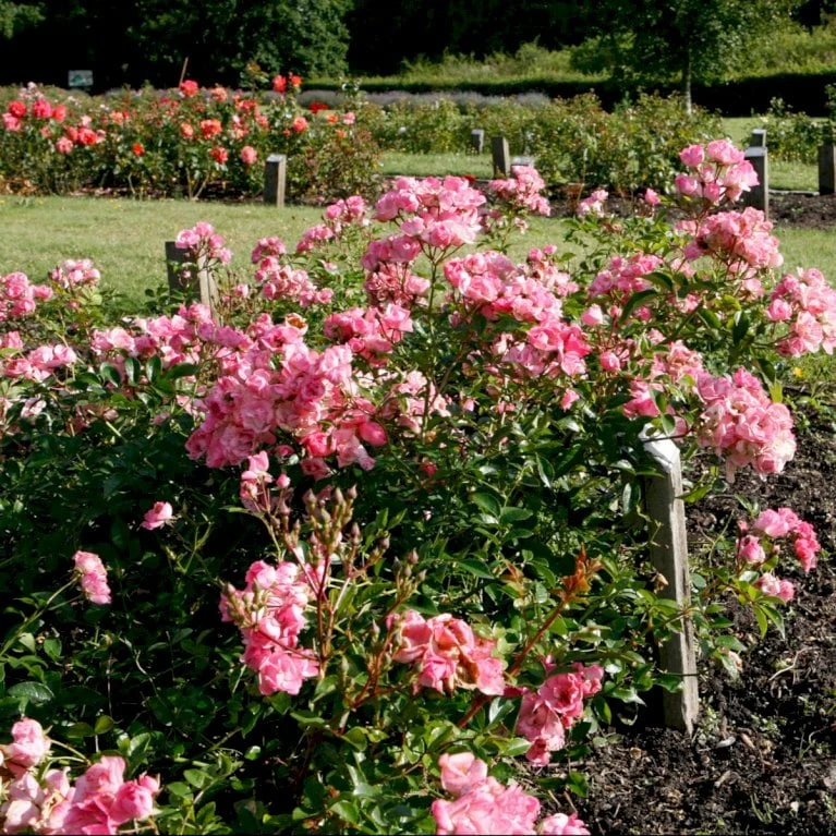 'Bayernland Cover'® Rosa X 'Bayernland Cover'® (Bunddækkerose) A-Kvalitet,- barrods roser min. 3 grene 'Bayernland Cover'® Rosa X 'Bayernland Cover'® (Bunddækkerose) A-Kvalitet,- Barrods Roser Min. 3 Grene -Plantetorvet p355 51927 rosa x bayernland cover bunddaekkerose a972