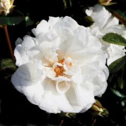 'Brilliant Cover'® Rosa X 'Brilliant Cover'® (Bunddækkerose) A-Kvalitet,- Barrods Roser Min. 3 Grene