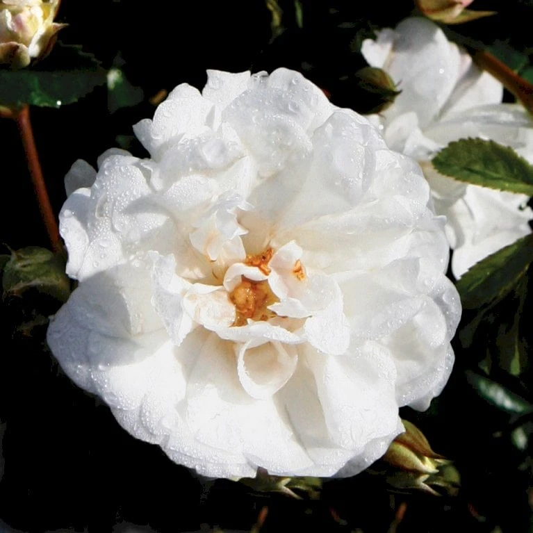 'Brilliant Cover'® Rosa X 'Brilliant Cover'® (Bunddækkerose) A-Kvalitet,- barrods roser min. 3 grene 'Brilliant Cover'® Rosa X 'Brilliant Cover'® (Bunddækkerose) A-Kvalitet,- Barrods Roser Min. 3 Grene -Plantetorvet p356 51928 rosa x brilliant cover bunddaekkerose 3d43