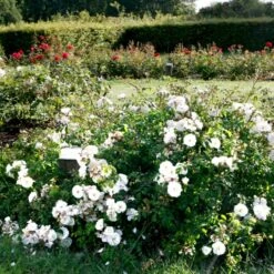 'Brilliant Cover'® Rosa X 'Brilliant Cover'® (Bunddækkerose) A-Kvalitet,- Barrods Roser Min. 3 Grene 4 'Brilliant Cover'® Rosa X 'Brilliant Cover'® (Bunddækkerose) A-Kvalitet,- Barrods Roser Min. 3 Grene -Plantetorvet p356 51929 rosa x brilliant cover bunddaekkerose 3e20