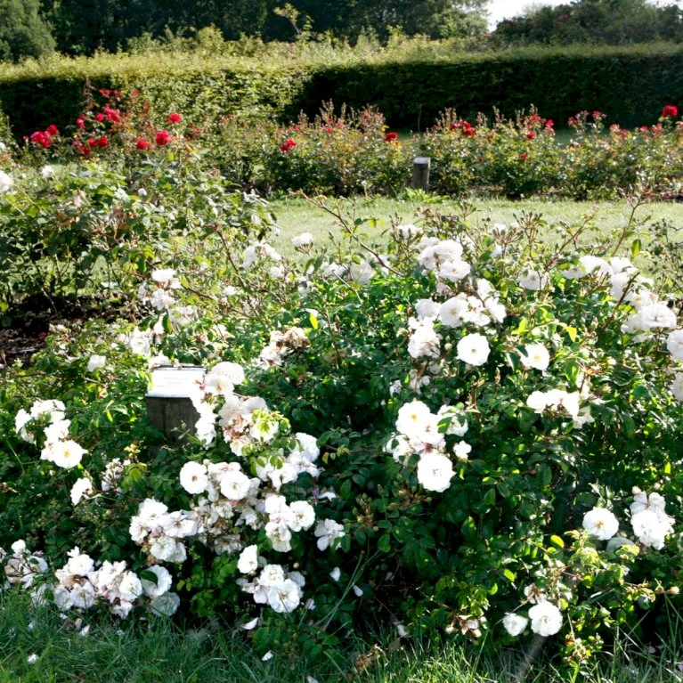 'Brilliant Cover'® Rosa X 'Brilliant Cover'® (Bunddækkerose) A-Kvalitet,- barrods roser min. 3 grene 'Brilliant Cover'® Rosa X 'Brilliant Cover'® (Bunddækkerose) A-Kvalitet,- Barrods Roser Min. 3 Grene -Plantetorvet p356 51929 rosa x brilliant cover bunddaekkerose 3e20