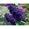Sommerfuglebusk Buzz 'Midnight' Buddleja Buzz 'Midnight' 3,0 Liter Potte 1 Sommerfuglebusk Buzz 'Midnight' Buddleja Buzz 'Midnight' 3,0 Liter Potte -Plantetorvet p35710 38056 buddleja buzz midnight d08c