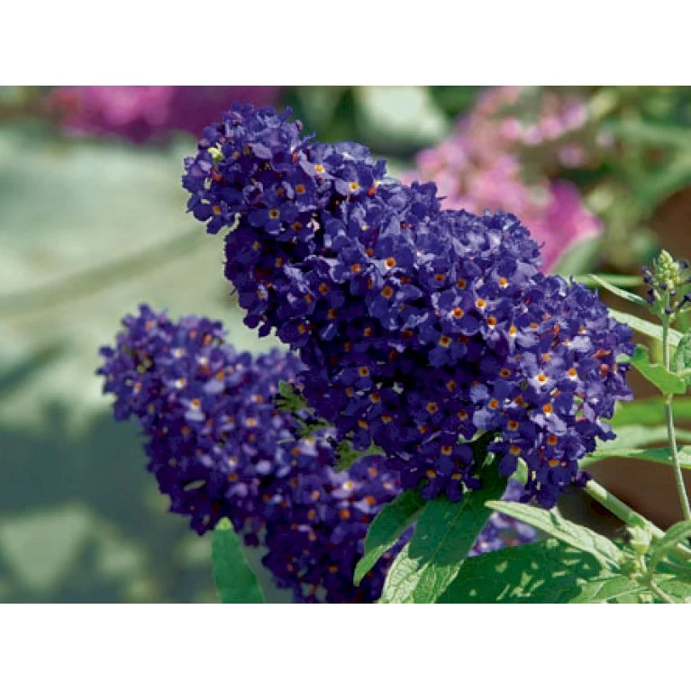 Sommerfuglebusk Buzz 'Midnight' Buddleja Buzz 'Midnight' 3,0 liter potte Sommerfuglebusk Buzz 'Midnight' Buddleja Buzz 'Midnight' 3,0 Liter Potte -Plantetorvet p35710 38056 buddleja buzz midnight d08c
