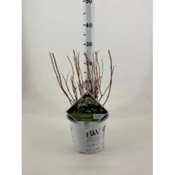 Træagtig Hortensia 'Lime Rickey' Hydrangea Arborescens 'Lime Rickey' Potte 3,0 Liter,- 25-30 Cm.