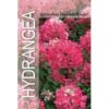 Syrén-Hortensia 'Diamand Rouge' Hydrangea Paniculata 'Diamand Rouge' Potte 3,0 Liter,- 30-40 Cm.