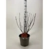 Blærespiræa 'Diable DOr' Physocarpus Opulifolius 'Diable DOr' Potte 3,0 Liter,- 30-40 Cm. 1 Blærespiræa 'Diable DOr' Physocarpus Opulifolius 'Diable DOr' Potte 3,0 Liter,- 30-40 Cm. -Plantetorvet p35750 38383 image 2f55