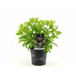 Syrén-Hortensia 'Tickled Pink' Hydrangea Paniculata 'Tickled Pink' 3,5 Liter Potte