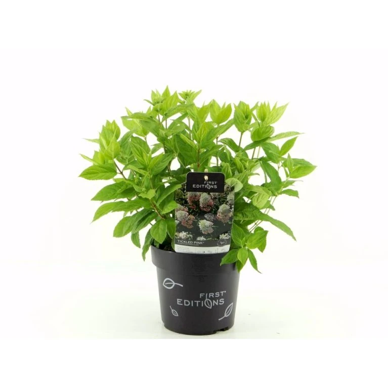 Syrén-Hortensia 'Tickled Pink' Hydrangea Paniculata 'Tickled Pink' 3,5 liter potte Syrén-Hortensia 'Tickled Pink' Hydrangea Paniculata 'Tickled Pink' 3,5 Liter Potte -Plantetorvet p35769 49190 hydrangea paniculata tickled pink 43ad