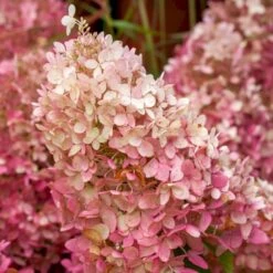 Syrén-Hortensia 'Tickled Pink' Hydrangea Paniculata 'Tickled Pink' 3,5 Liter Potte 4 Syrén-Hortensia 'Tickled Pink' Hydrangea Paniculata 'Tickled Pink' 3,5 Liter Potte -Plantetorvet p35769 49331 hydrangea paniculata tickled pink 598a