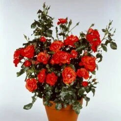 'Cadillac'™ Rosa X 'Cadillac'™ (Slotsrose) A-Kvalitet,- Barrods Roser Min. 3 Grene