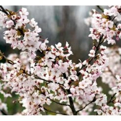 Yoshino Kirsebær Prunus X Yedoensis Alletræ, Stammeomkreds 12-14 Cm. Med Klump. Bundpodet.