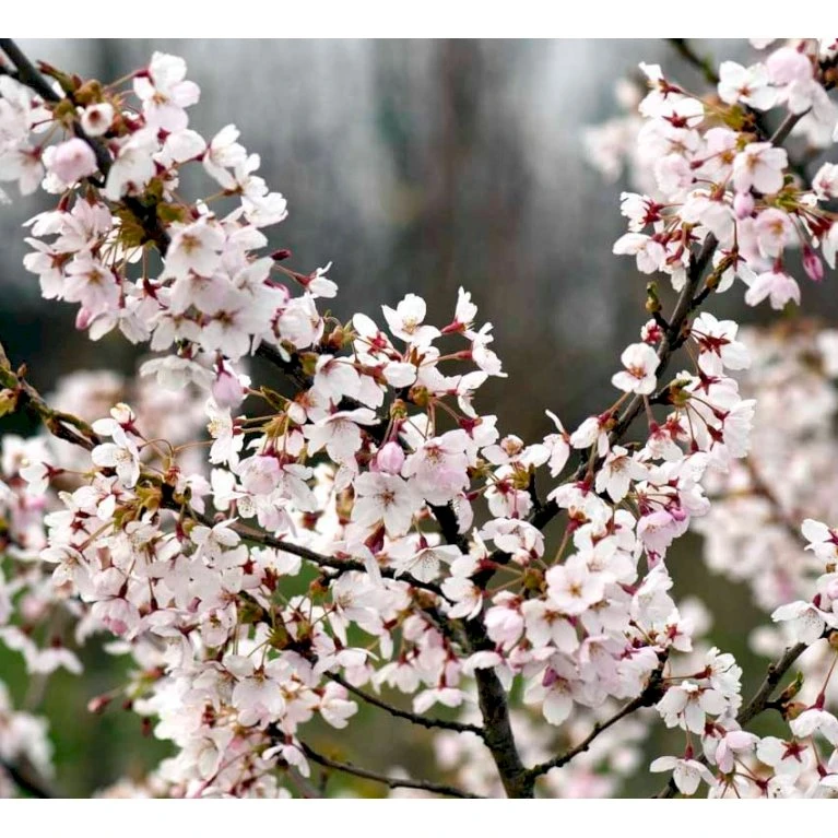 Yoshino Kirsebær Prunus X Yedoensis Alletræ, Stammeomkreds 12-14 cm. med klump. Bundpodet. Yoshino Kirsebær Prunus X Yedoensis Alletræ, Stammeomkreds 12-14 Cm. Med Klump. Bundpodet. -Plantetorvet p35864 38969 prunus x yedoensis e55f