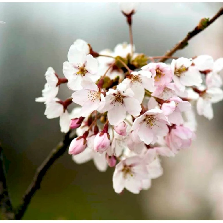 Yoshino Kirsebær Prunus X Yedoensis Alletræ, Stammeomkreds 12-14 cm. med klump. Bundpodet. Yoshino Kirsebær Prunus X Yedoensis Alletræ, Stammeomkreds 12-14 Cm. Med Klump. Bundpodet. -Plantetorvet p35864 38970 prunus x yedoensis 6c76