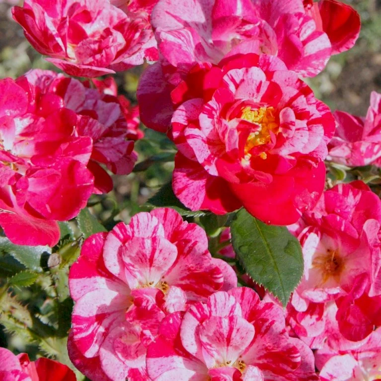 'Candy Cover'® Rosa X 'Candy Cover'® (Bunddækkerose) A-Kvalitet,- barrods roser min. 3 grene 'Candy Cover'® Rosa X 'Candy Cover'® (Bunddækkerose) A-Kvalitet,- Barrods Roser Min. 3 Grene -Plantetorvet p358 51933 rosa x candy cover bunddaekkerose f578