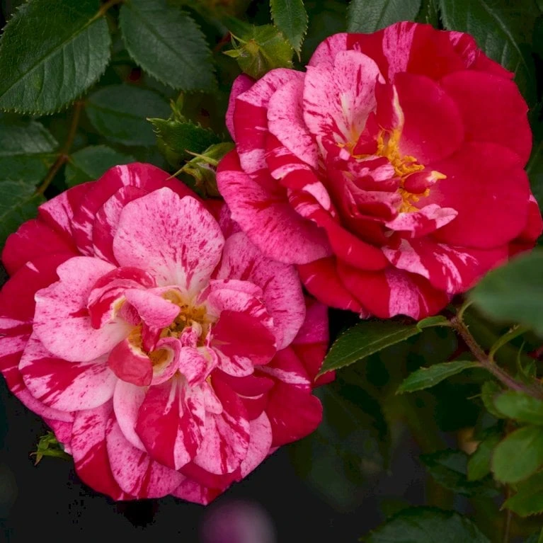 'Candy Cover'® Rosa X 'Candy Cover'® (Bunddækkerose) A-Kvalitet,- barrods roser min. 3 grene 'Candy Cover'® Rosa X 'Candy Cover'® (Bunddækkerose) A-Kvalitet,- Barrods Roser Min. 3 Grene -Plantetorvet p358 51934 rosa x candy cover bunddaekkerose bfdc