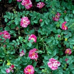 'Candy Cover'® Rosa X 'Candy Cover'® (Bunddækkerose) A-Kvalitet,- Barrods Roser Min. 3 Grene 6 'Candy Cover'® Rosa X 'Candy Cover'® (Bunddækkerose) A-Kvalitet,- Barrods Roser Min. 3 Grene -Plantetorvet p358 51936 rosa x candy cover bunddaekkerose dadb