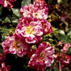 'Candy Cover'® Rosa X 'Candy Cover'® (Bunddækkerose) A-Kvalitet,- Barrods Roser Min. 3 Grene 8 'Candy Cover'® Rosa X 'Candy Cover'® (Bunddækkerose) A-Kvalitet,- Barrods Roser Min. 3 Grene -Plantetorvet p358 51938 rosa x candy cover bunddaekkerose 0fc3