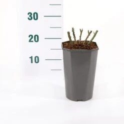 'Midnight Romanza' Rosa 'Midnight Romanza' 3,0 Liter Potte -Plantetorvet p35916 45580 rosa midnight romanza ad6a