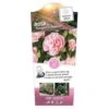 'Natasha Richardson' Rosa X 'Natasha Richardson' 5 Liter Potte 2 'Natasha Richardson' Rosa X 'Natasha Richardson' 5 Liter Potte -Plantetorvet p35925 39266 image b02a