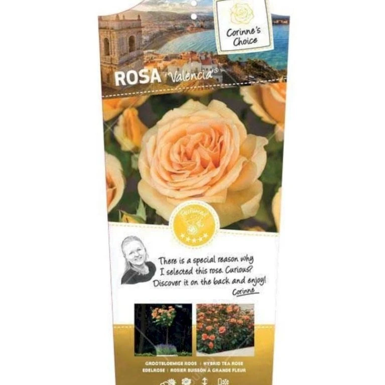 'Valencia' Rosa X 'Valencia' 3,0 liter potte 'Valencia' Rosa X 'Valencia' 3,0 Liter Potte -Plantetorvet p35936 39732 rosa x valencia 9186