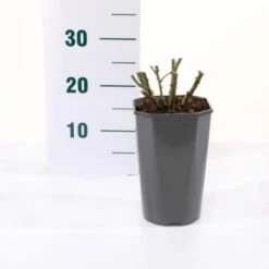 'Valencia' Rosa X 'Valencia' 3,0 Liter Potte 4 'Valencia' Rosa X 'Valencia' 3,0 Liter Potte -Plantetorvet p35936 45561 rosa x valencia eba9