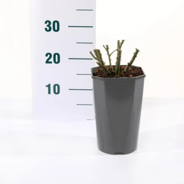 'Valencia' Rosa X 'Valencia' 3,0 liter potte 'Valencia' Rosa X 'Valencia' 3,0 Liter Potte -Plantetorvet p35936 45561 rosa x valencia eba9