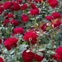 'Marlene'® Rosa X 'Marlene'® (Storblomstrende) A-Kvalitet,- Barrods Roser Min. 3 Grene