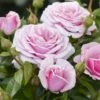'Pacific Blue'® Rosa X 'Pacific Blue'® (Storblomstrende) A-Kvalitet,- Barrods Roser Min. 3 Grene -Plantetorvet p35942 53344 rosa x pacific blue storblomstrende 4cad