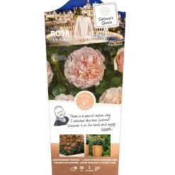 'Princesse Charlene De Monaco' Rosa 'Princesse Charlene De Monaco' 3,0 Liter Potte