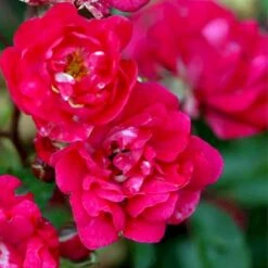 'Fairy King' Rosa X 'Fairy King' Potte 2 Liter.