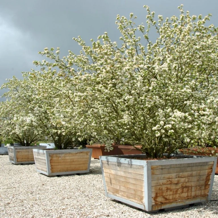 Sargentsæble Malus Sargentii Barrods, - 3 års (1/2) 50-80 cm. Hækkvalitet Sargentsæble Malus Sargentii Barrods, - 3 års (1/2) 50-80 Cm. Hækkvalitet -Plantetorvet p3601 54074 malus sargentii 5f3a